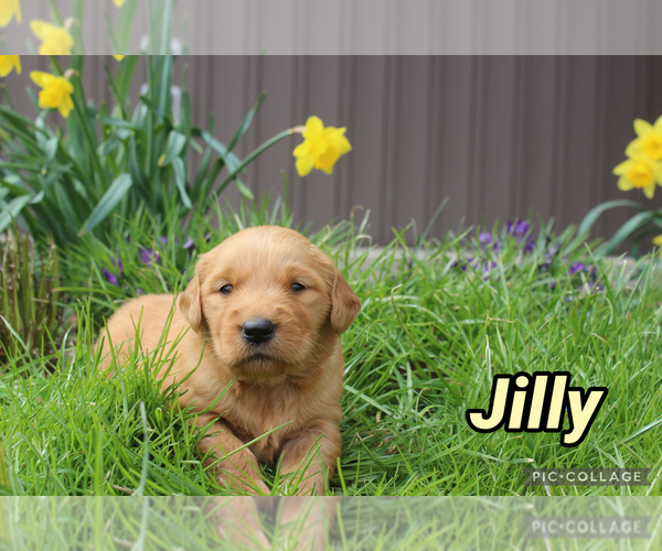 Medium Photo #14 Golden Retriever Puppy For Sale in MIDDLEBURG, PA, USA