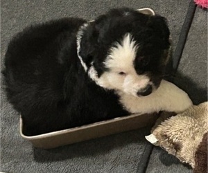 Miniature American Shepherd Puppy for sale in IRVINGTON, KY, USA