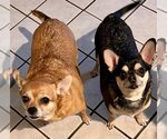 Small Photo #8 Chihuahua-Unknown Mix Puppy For Sale in Wheaton, IL, USA