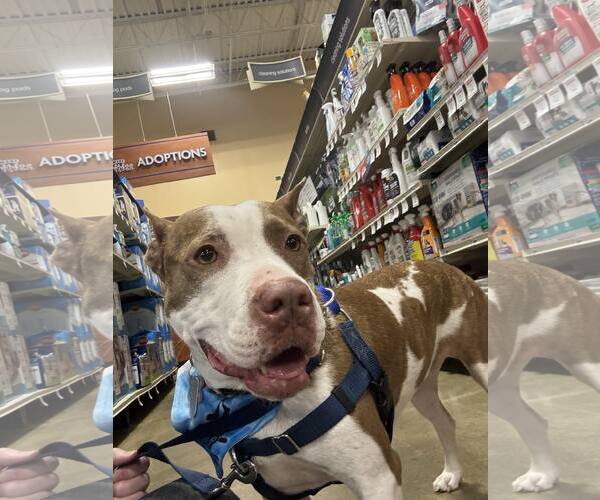 Medium Photo #11 American Staffordshire Terrier-Unknown Mix Puppy For Sale in Holly Springs, NC, USA