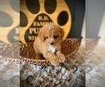 Small #3 Cavapoo (Miniature)