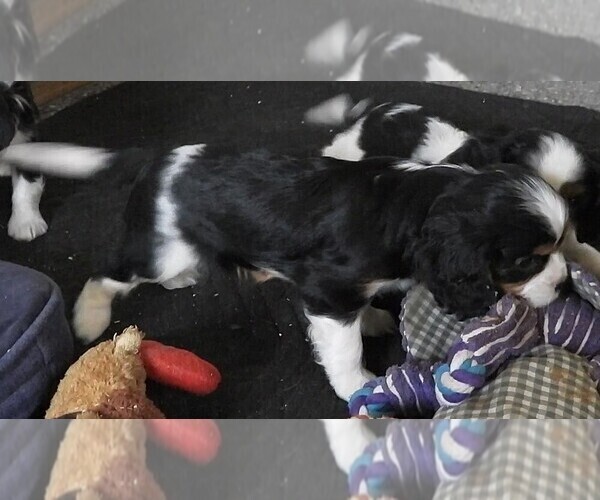 Medium Photo #4 Cavalier King Charles Spaniel Puppy For Sale in CARLISLE, KY, USA
