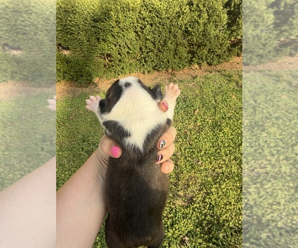 Medium Photo #6 Boston Terrier Puppy For Sale in FREDONIA, KS, USA