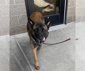 Holland Shepherd Dogs for adoption in Denver, CO, USA