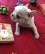 Small Photo #3 French Bulldog Puppy For Sale in CHARLESTON, SC, USA