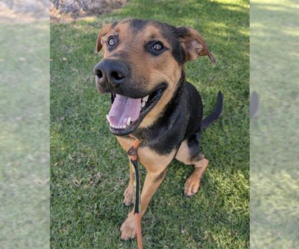 Medium Photo #1 Doberman Pinscher-Siberian Husky Mix Puppy For Sale in Redlands, CA, USA