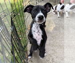 Small #1 Feist Terrier-Labrador Retriever Mix