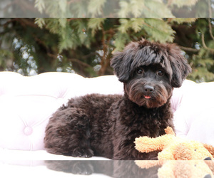 Havanese-Poodle (Toy) Mix Puppy for sale in SYRACUSE, IN, USA