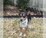 Small Jack-Rat Terrier