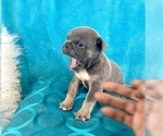 Small English Bulldog