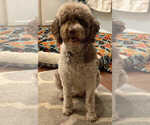 Small Photo #1 Labradoodle Puppy For Sale in ROSE HILL ACRES, TX, USA