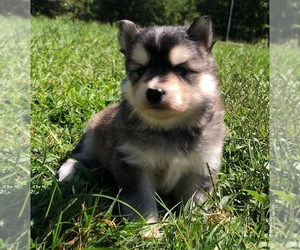 Pomsky Puppy for sale in SAVOY, MA, USA