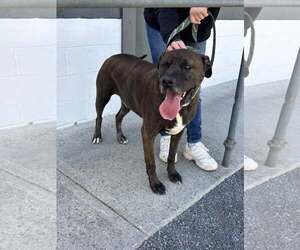 Bucky (8yo, 99lbs) - Male Mutt Dog for Adoption - Photo #4