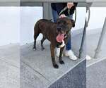 Small Photo #4 Mutt Puppy For Sale in Hinton, WV, USA