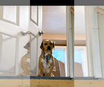 Small #3 Chiweenie