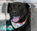 Abbey - Female Labrador Retriever-Unknown Mix Dog for Adoption - Small photo
