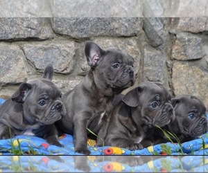 French Bulldog Puppy for sale in CENTENNIAL, CO, USA