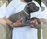 Small Photo #15 Cane Corso Puppy For Sale in ANDERSON, IN, USA