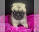 Puppy Ruthie Pug