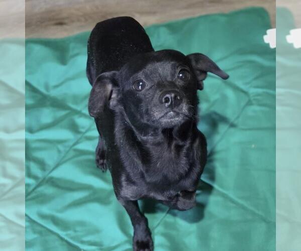 Medium Photo #2 Chihuahua-Unknown Mix Puppy For Sale in Yardley, PA, USA