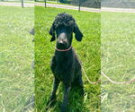 Small #1 Poodle (Standard)