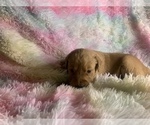 Small Photo #11 Golden Retriever Puppy For Sale in ALIQUIPPA, PA, USA