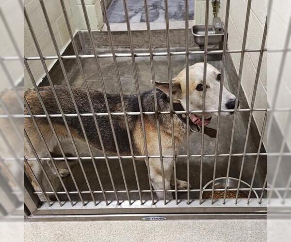 Medium Photo #1 German Shepherd Dog-Unknown Mix Puppy For Sale in Upland, CA, USA