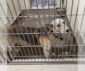 German Shepherd Dog-Unknown Mix Dogs for adoption in Upland, CA, USA