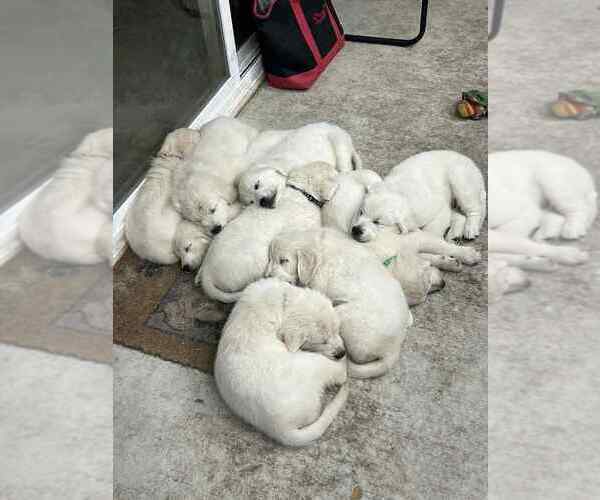 Medium Photo #4 Golden Retriever Puppy For Sale in WILTON, CA, USA
