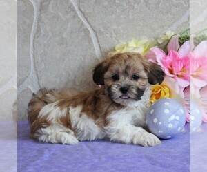 Zuchon Puppy for sale in GORDONVILLE, PA, USA