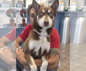 Siberian Husky Dogs for adoption in Burbank, CA, USA