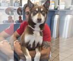 Small Siberian Husky