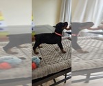 Small #2 Doberman Pinscher