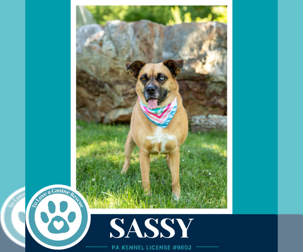 Medium Photo #7 Boxer-Unknown Mix Puppy For Sale in Kimberton, PA, USA