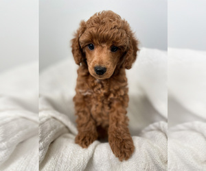 Poodle (Miniature) Puppy for sale in SEDALIA, MO, USA