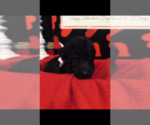 Small Photo #14 Labradoodle Puppy For Sale in DANVILLE, AL, USA