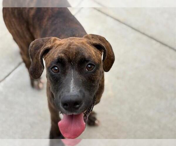Medium Photo #1 American Pit Bull Terrier-Unknown Mix Puppy For Sale in Tulsa, OK, USA