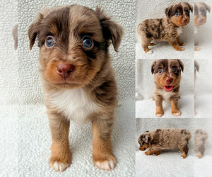 Miniature Australian Shepherd Puppy for sale in BROOKER, FL, USA