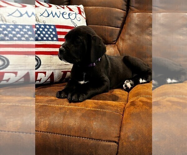 Medium Photo #42 Cane Corso Puppy For Sale in REEVESVILLE, SC, USA
