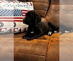 Small Photo #42 Cane Corso Puppy For Sale in REEVESVILLE, SC, USA