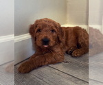 Small Photo #3 Goldendoodle (Miniature) Puppy For Sale in NORTHVILLE, MI, USA