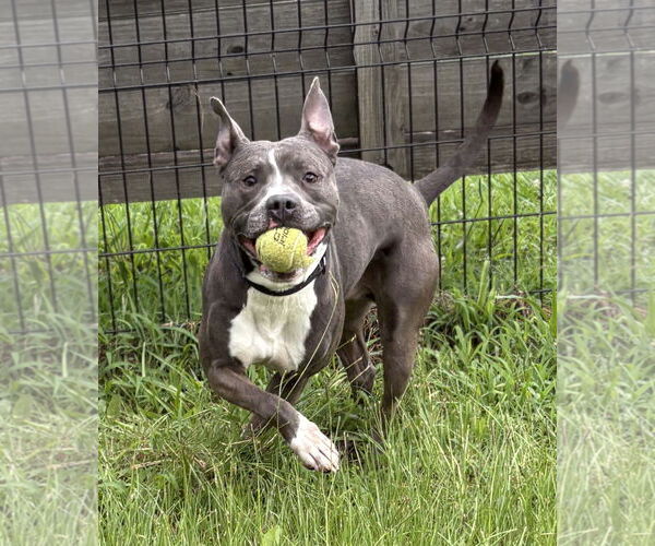 Medium Photo #3 American Pit Bull Terrier-Unknown Mix Puppy For Sale in Virginia Beach, VA, USA