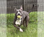 Small #2 American Pit Bull Terrier Mix