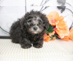 Puppy Bobby Poodle (Miniature)
