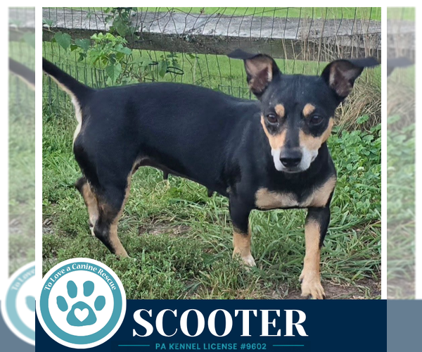 Medium Photo #3 Chiweenie Puppy For Sale in Kimberton, PA, USA