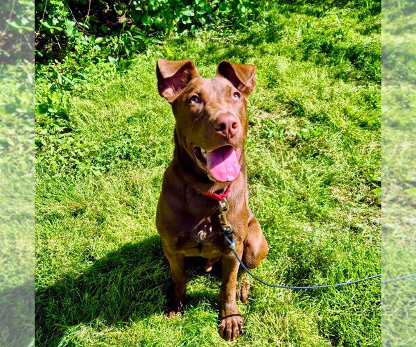 Medium Photo #8 Labrador Retriever-Unknown Mix Puppy For Sale in Canton, CT, USA