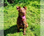 Small #7 Labrador Retriever Mix