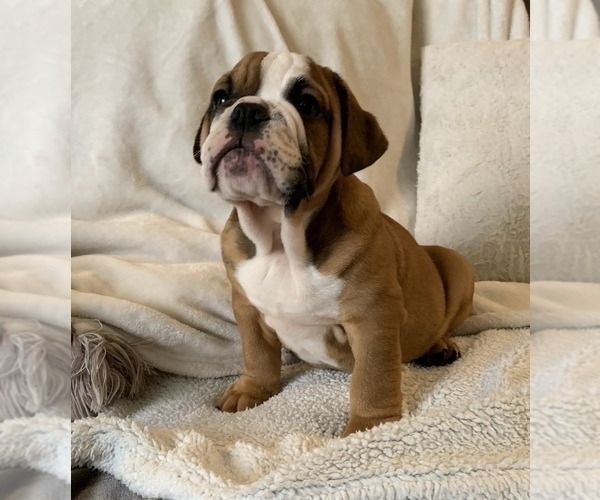 Medium Photo #18 English Bulldog Puppy For Sale in JOHNS ISLAND, SC, USA