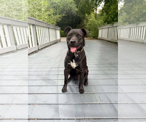 Medium Photo #5 American Pit Bull Terrier-Unknown Mix Puppy For Sale in Sandy, UT, USA