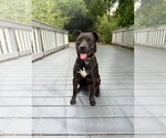 Small #4 American Pit Bull Terrier Mix